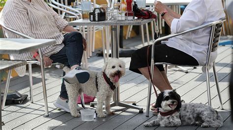 The government says dogs can dine al fresco but not everyone is on board